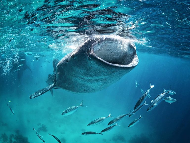 Whale shark
